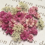 かすみ草🌸レースフラワーのドライフラワー pink pink🌸