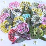 押花素材42  コデマリ