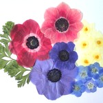 【押し花】アネモネ・水仙・ネモフィラ