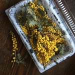 ミモザドライ𓆸送料込み