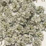 かすみ草 ドライフラワー 班入りpale grey & 班入りpale blue & 班入り classic purple