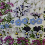 押し花素材 春の小花セット