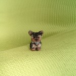 ちびちびヨークシャーテリア パピー  羊毛フェルト