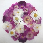 372.押し花アソート〜パープル系 ビオラ  小花 押し花素材