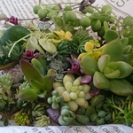 多肉植物カット苗（育児書付き）