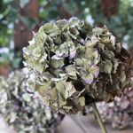 アンティーク紫陽花のドライフラワー