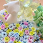 かすみ草ドライフラワー