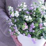 大輪咲きバコパのパステル寄せ植え