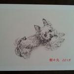 【nahokubo様オーダー品】愛犬イラスト