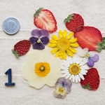 いちごと押し花のセット1　押しフルーツ　ハンドメイド　素材　パーツ　レジン　飾り　