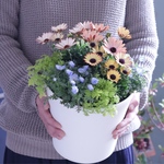 オステオスペルマムの寄せ植え