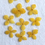 送料無料♪ 紫陽花 押し花 黄色染め 10枚