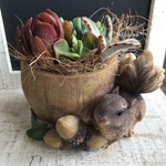 多肉植物寄せ植え (リスさんの多肉のお庭)A