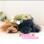 💗Goto12💗様 専用カートです◡̈♥︎  🍓いちご🍓★春色リボンチョーカー☘★