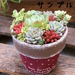 ナチュラルリメ鉢(レッド)