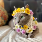 再販2【猫用 花冠&ポンチョ】ビオラとポンポンマム
