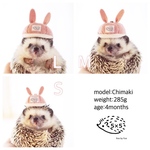 受注制作:うさぎキャップ(ピンク)・ハリネズミ 、小動物用帽子