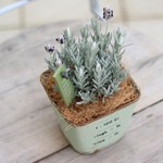 *ラベンダースノークリスタルの鉢植え*