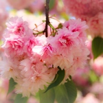 「ハートの形に咲く桜」２L写真