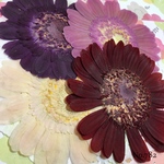 ♡new♡作家様必見♡ 人気のガーベラがいっぱい♡ 押し花セット