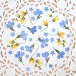 【小花の押し花3種】メラスフェルラ・忘れな草・ロベリア