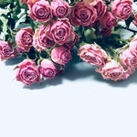 5輪スプレー薔薇  ピンク    h