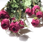 5輪束 スプレー薔薇  ワイン h