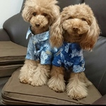 デニム風　半袖シャツ　犬服　オーダー