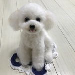 羊毛フェルト  トイプードル【ホワイト】