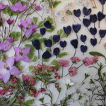 押し花素材 ボロニアピナータ他春の小花セット