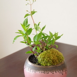 姫ウヅキの盆栽【陶芸家作盆栽鉢】