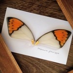 ツマベニチョウの羽