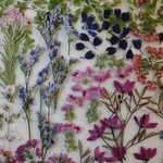 押し花素材 ボロニアプレシャス他春の小花セット