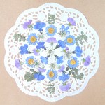 【押し花セットB】ノースポール・プリムラ・ロベリア・レースフラワー