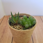 活きてるインテリア　話しかけてね♪多肉植物の共存は麻のミニカップで②