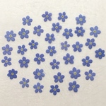 押し花96 忘れな草