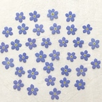 押し花97 忘れな草