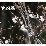 aya*さまご予約品/リバティビニコバッグ