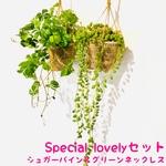 Special lovelyセット『シュガーバイン&グリーンネックレスロング』壁掛け インテリア 観葉植物 多肉植物(No.279)