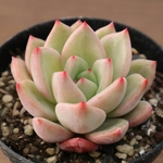 多肉植物　"ピンクシャンペーン"