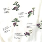 アリッサム mini  garden porch