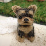 犬、子犬、ヨークシャーテリア、ヨーキー　
