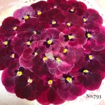 ♡new♡作家様必見♡ ♡赤花処理済み♡ ♡人気のビオラ♡押し花セット