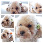 ワンちゃんお花クリップ☆4カラー☆