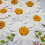 🌼再販🌼押し花素材　増量ノースポール