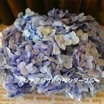 アナベルラベンダーブルー紫陽花小分け❣️レジンアクセサリー花材プリザーブドフラワー