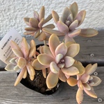 六頭群生♡月花美人♡多肉植物