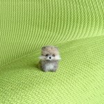 ポメラニアン ウルフセーブル パピー 羊毛フェルト