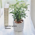 再販 ❁*。ꫛꫀꪝ✧‧おしゃれ❁コンパクト観葉植物❁シマトネリコ❁*。プレゼントにも最適\❤︎/