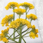 菜の花 押し花